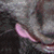 :icontibkane: