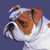 :iconticklyroach: