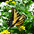 :icontictocfox: