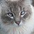 :icontiffanyannisag6:
