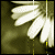 :icontifou-dreamz: