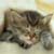 :icontig3rcat:
