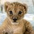 :icontigar16: