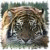 :icontiger-croc: