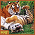 :icontiger-hawk: