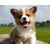 :icontiger-incarnate: