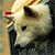 :icontiger-moth: