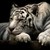 :icontiger-saver: