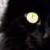 :icontiger-shadow:
