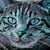 :icontiger615: