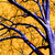 :icontiger615: