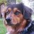 :icontiger7195: