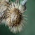 :icontiger777: