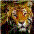 :icontigera2001:
