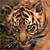 :icontigerbaby267:
