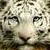 :icontigerchic14: