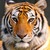 :icontigercz: