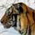 :icontigerempress: