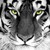 :icontigereye1833: