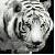 :icontigergodsabawn: