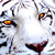 :icontigerian-wight: