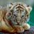 :icontigerider: