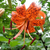 :icontigerlilly-parade: