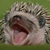 :icontigerlily963: