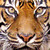 :icontigerlover421:
