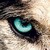 :icontigerlover898: