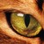:icontigerofmountain: