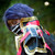 :icontigerraiken: