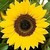 :icontigers117: