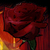 :icontigers18: