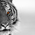 :icontigersaige: