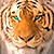 :icontigerspell: