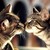 :icontigertamer111: