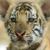 :icontigertot23: