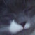 :icontigerwolf16: