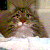 :icontigger582: