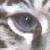 :icontigress11: