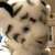 :icontigresswarrior87: