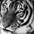 :icontigris-adoni: