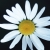 :icontilllifedouspart: