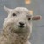 :icontimberfur: