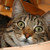 :icontimiat: