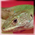 :icontimon-tangitanus: