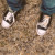 :icontimothy-potato: