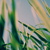 :icontimschroeder: