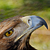 :icontimur76: